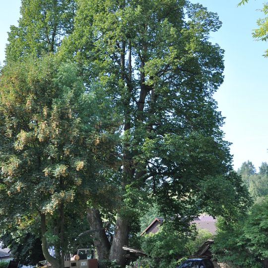 Lípy velkolisté v Daňkovicích