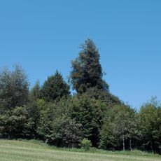 Linden auf dem Galgenhügel