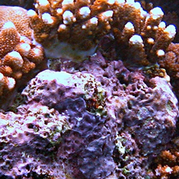 Great Barrier Reef