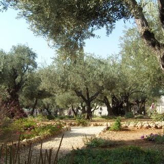 Ogród Oliwny