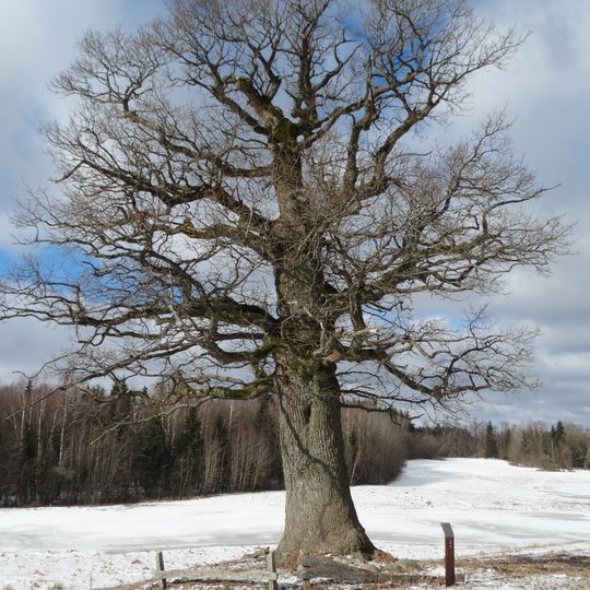 Laumenai oak