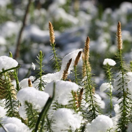 Nature reserve Dolina Rzeki Wałszy