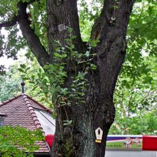 Naturdenkmal  [[Eichen|Eiche]]-[[Stieleiche]] (''Quercus robur'') Bonnaskenplatz in Schmellwitz
