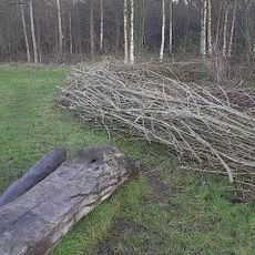 Moseley Bog