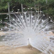 울산대공원동물원