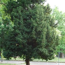 Gemeine Eibe Möllendorffstraße 34-42