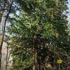 Eibe bei der Ruine Seisenburg