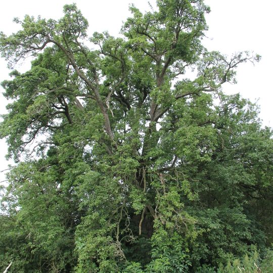 Naturdenkmal verwilderte Haus-Birne Pehlitzwerder, ca. 100 m südlich der Klosterruine auf einer Koppel in Brodowin
