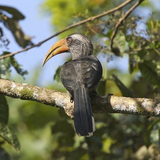 Thattekad Bird Sanctuary