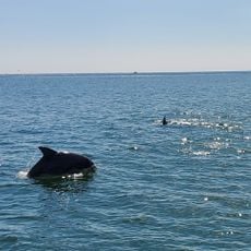 Crazy Sister Marina - Fishing, Cruises & Watersports