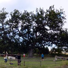 Quercia delle Checche