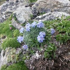 Jardín Botánico Alpino Daniella