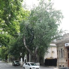 Populus × canescens on Eminescu street, Chișinău