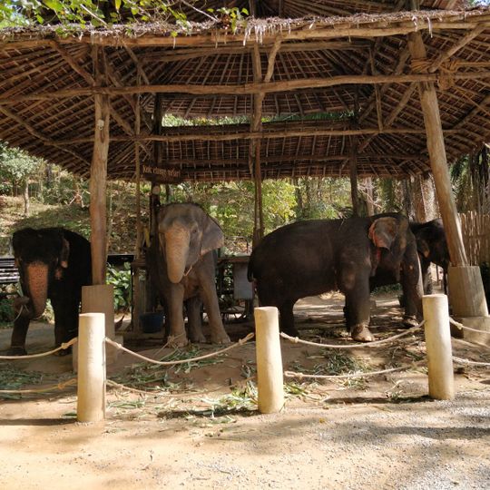 Khok Chang Kata Safari