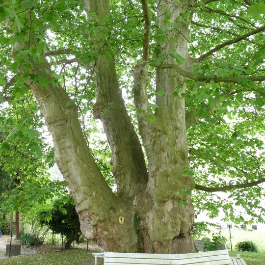 Naturdenkmal Bastardplatane