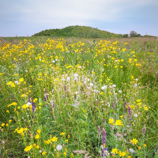 Yelanets steppe Nature Reserve