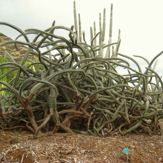 Koko Crater Botanical Garden