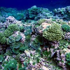 National Marine Sanctuary of American Samoa