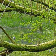 LSG 'Schurwaldrand Altbach-Plochingen-Reichenbach' vom 20.03.1987
