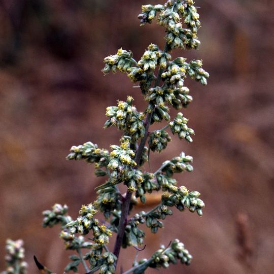 Jardín Botánico Medicinal "De la Cruz-Badiano" UNAM FES Zaragoza