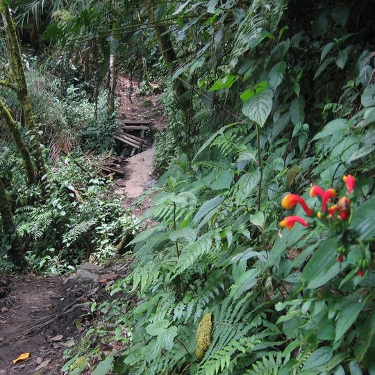Sendero Los Quetzales