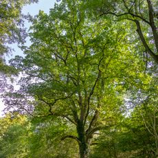 Dub u rybníka na Votočnici