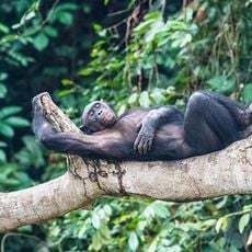 Lomami National Park