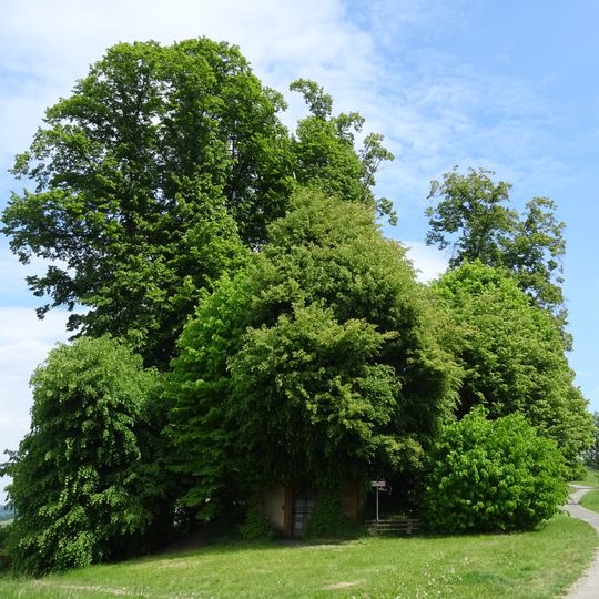 Lindengruppe von Harle