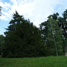 Tis v Podzámecké zahradě