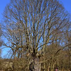 Damická lípa u potoka