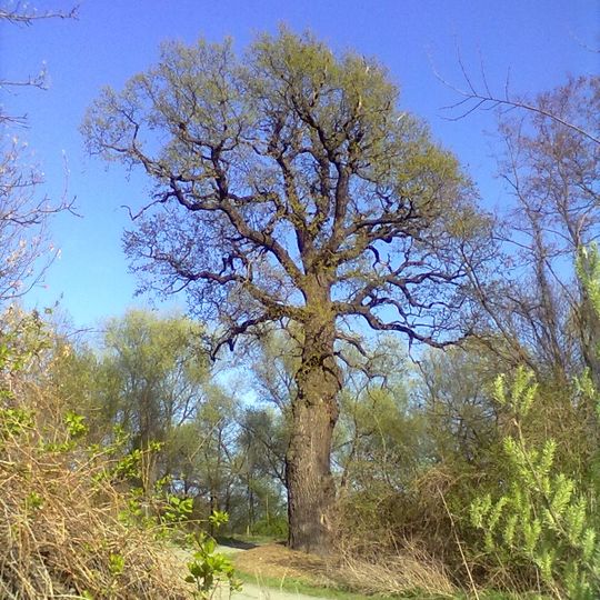Hrom’s oak