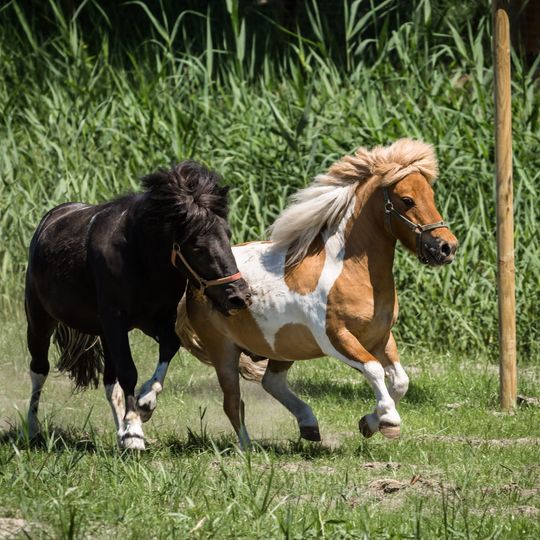 Centrum Edukacyjno-Turystyczne NATURUM w Rudzie Sułowskiej - SKANSEN