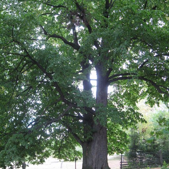 Lípa velkolistá u Sýkorů