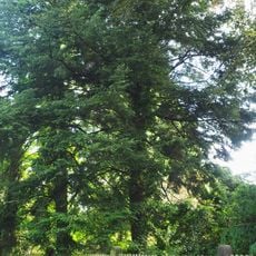 Japanische Hemlocktannen, Herltstraße 2