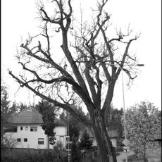 Topol v Mnichovicích