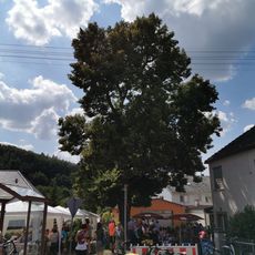 Naturdenkmal 1 Sommerlinde Ortsetter