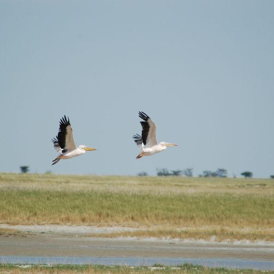 Oasi avifaunistica del fiume Nata