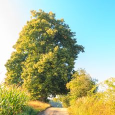 Lípa v Nových Dvorech