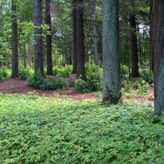 Парк (Ириновка)