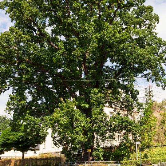 Friedenseiche Großschirma