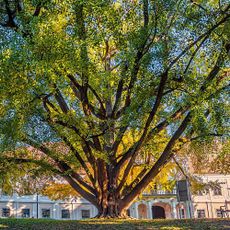 Gingko tree from Daruvar