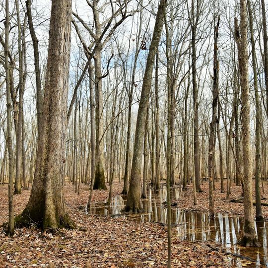 Pike State Forest