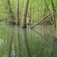 Naturwaldreservat Waldhaus mit Feuchtbereich im Handthalgrund
