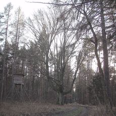 Beech in Budlín