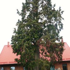 Cyprysik Lawsona w Mechowie