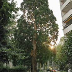 Riesenmammutbaum in Linz