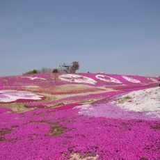 Flower village 花夢の里