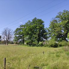 Oaks in Závada