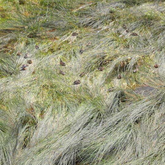 LSG-Stauseen Haltern