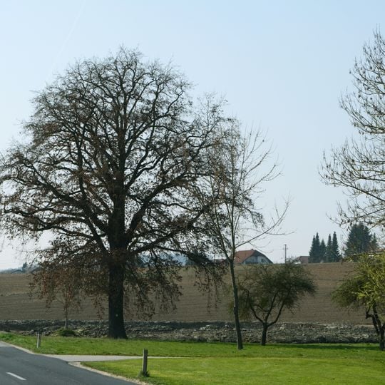 Eiche in Oberperwend